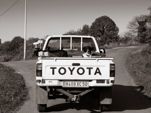 dogs in truck